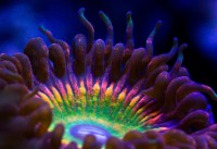 /album/fotogalerie-rostliny/a56c7223791d36ba04fffbd6b47b77f48-jpg1/