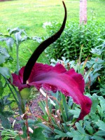 /album/fotogalerie-rostliny/a410302-jpg/