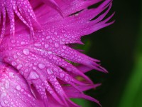 /album/fotogalerie-rostliny/waterdrops-on-purple-flower-jpg/