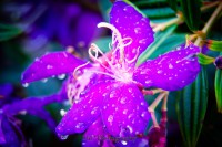 /album/fotogalerie-rostliny/web-macro-flower-photography-1088-jpg/