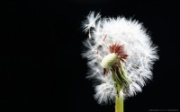 /album/fotogalerie-rostliny/ws-dandelion-macro-2560x1600-jpg1/