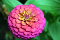 /album/fotogalerie-rostliny/pink-flower-macro-jpg/