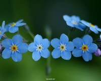 /album/fotogalerie-rostliny/me-nots-flowers-blue-macro-plants-nature-1024x1280-jpg/