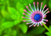 /album/fotogalerie-rostliny/lavander-jpg1/