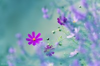 /album/fotogalerie-rostliny/flower-spirit-jpg/