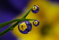 /album/fotogalerie-rostliny/f02b0d74a2a3d99c9bc13cd149686bc4-jpg/