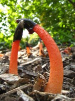 /album/fotogalerie-rostliny/bizarre-mushrooms-14-jpg/