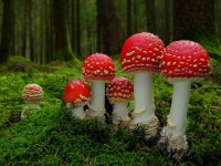 /album/fotogalerie-rostliny/bizarre-mushrooms-1-jpg/