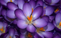 /album/fotogalerie-rostliny/autumn-purple-crocus-flowers-macro-photography-jpg/