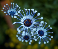 /album/fotogalerie-rostliny/a7696615488-2b017af2d6-b-jpg1/