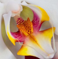 /album/fotogalerie-rostliny/a4344986379-a1125d699a-jpg1/