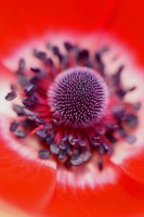 /album/fotogalerie-rostliny/a2637981059-109fcacaa3-jpg/