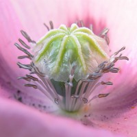 /album/fotogalerie-rostliny/a2631481490-deb573dd6e-jpg1/