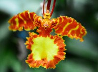 /album/fotogalerie-rostliny/htrvb3n-jpg/